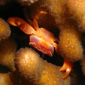 Trapezia sp.