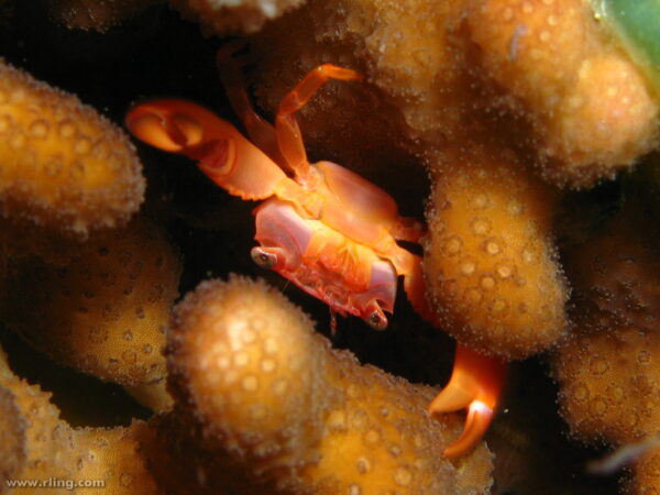 Trapezia sp.