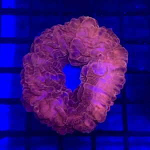 Cynarina Lacrymalis Red Grade A