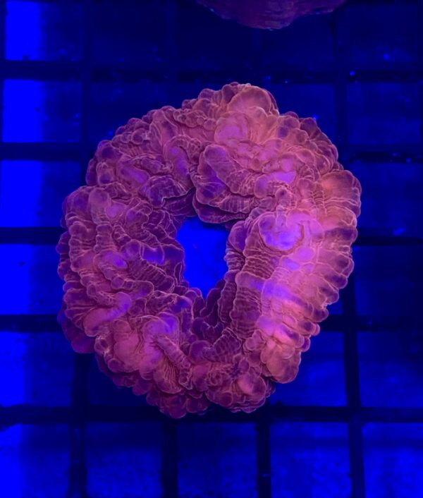 Cynarina Lacrymalis Red Grade A