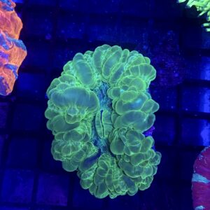 Cynarina Lacrymalis Green Grade A