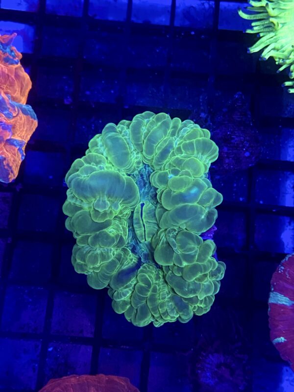 Cynarina Lacrymalis Green Grade A