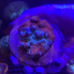 Chalice Echinophyllia spp Grado A