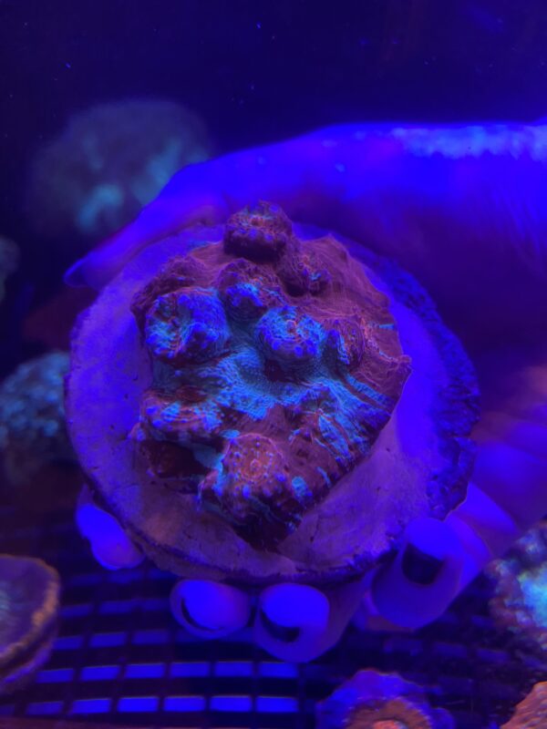 Chalice Echinophyllia spp Grado A