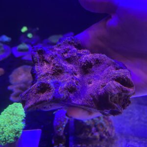 Chalice Echinophyllia spp Grado A Roja M
