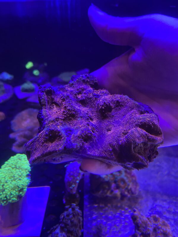 Chalice Echinophyllia spp Grado A Roja M