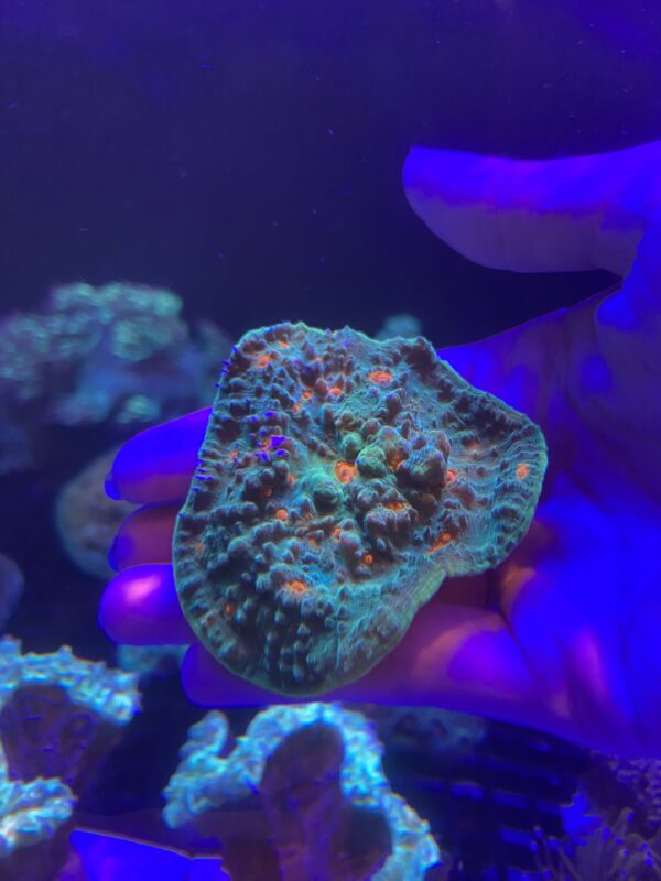 Echinopora Lamellosa Chalice Rough Grado A