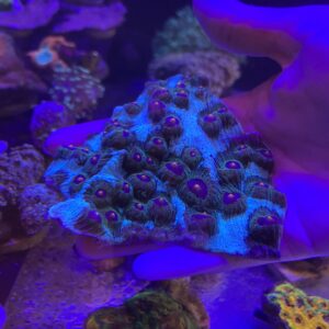Mycedium Elephantotus Eye Cup Coral Grado A (M)