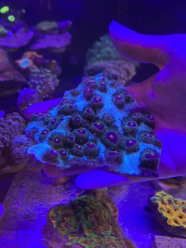 Mycedium Elephantotus Eye Cup Coral Grado A (M)