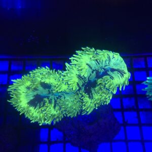 Catalaphylia Jardinei Elegance Coral Tip Top Neon