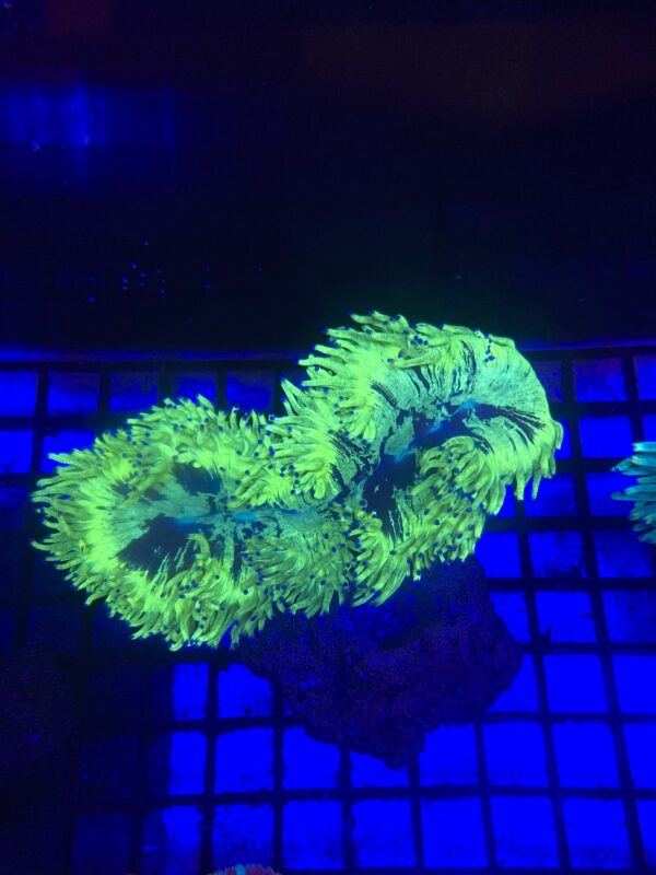 Catalaphylia Jardinei Elegance Coral Tip Top Neon