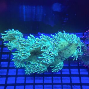 Catalaphylia Jardinei Elegance Coral Tip Top Neon