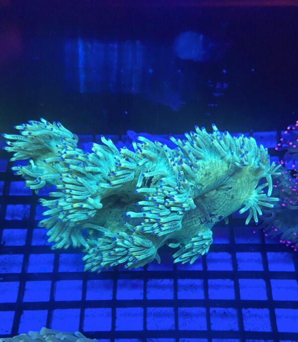 Catalaphylia Jardinei Elegance Coral Tip Top Neon