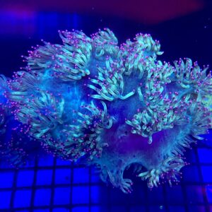Catalaphyllia jardinei Elegance Coral Tip Top