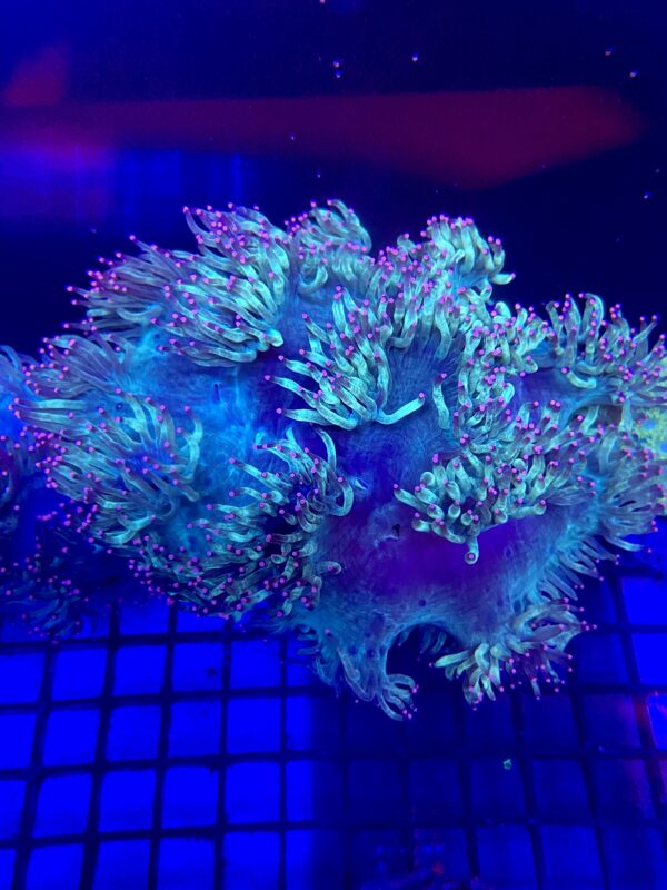 Catalaphyllia jardinei Elegance Coral Tip Top