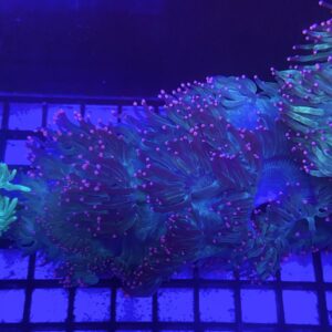 Catalaphyllia jardinei Elegance Coral Tip Top