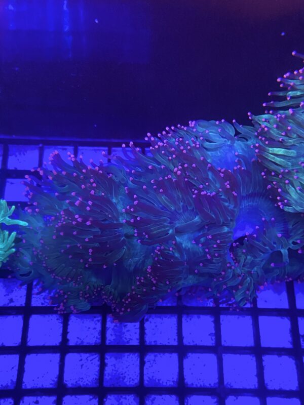 Catalaphyllia jardinei Elegance Coral Tip Top
