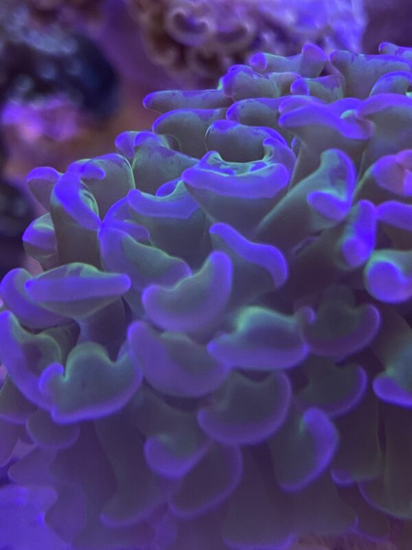 Euphyllia ancora Wall Hammer Green Neon - Imagen 2