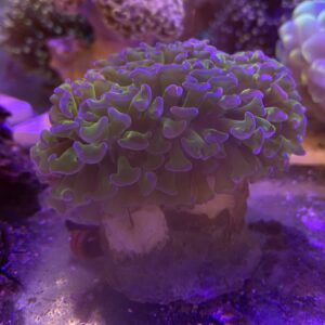 Euphyllia ancora Wall Hammer Green Neon