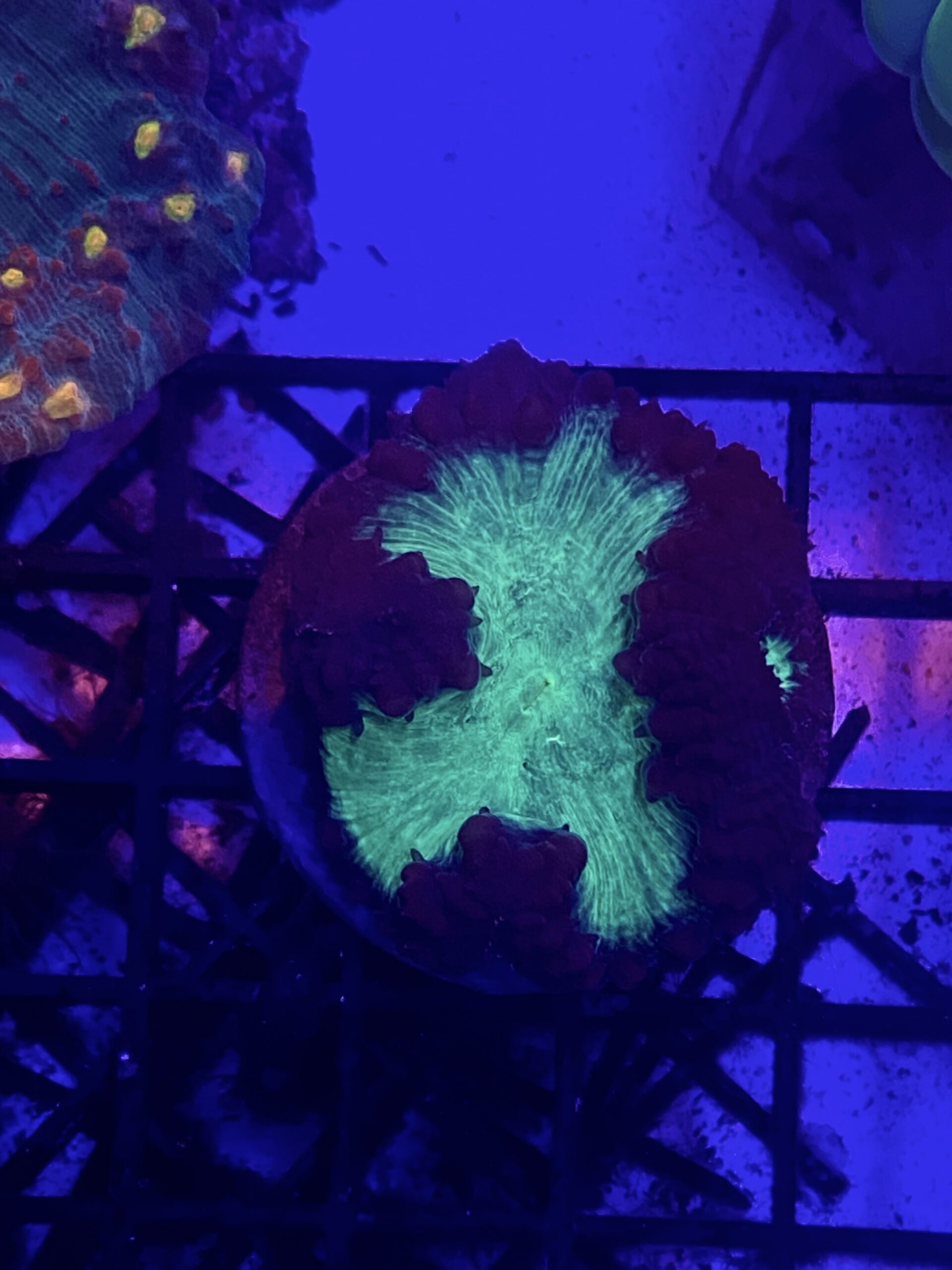 Blastomussa Wellsi Green Neon