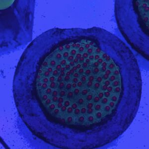 Cyphastrea Serailia Meteor Shower Green Neon