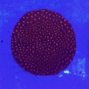 Cyphastrea Serailia Meteor Shower Red Neon
