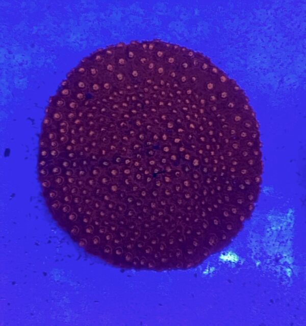 Cyphastrea Serailia Meteor Shower Red Neon