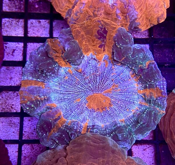 Acanthophyllia Deshayesiana Donut Bicolor (Verde Dominante) Grado A