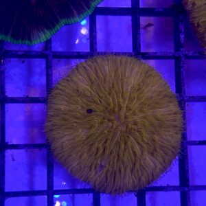 Cycloseris Tenuis Smooth Orange Neon