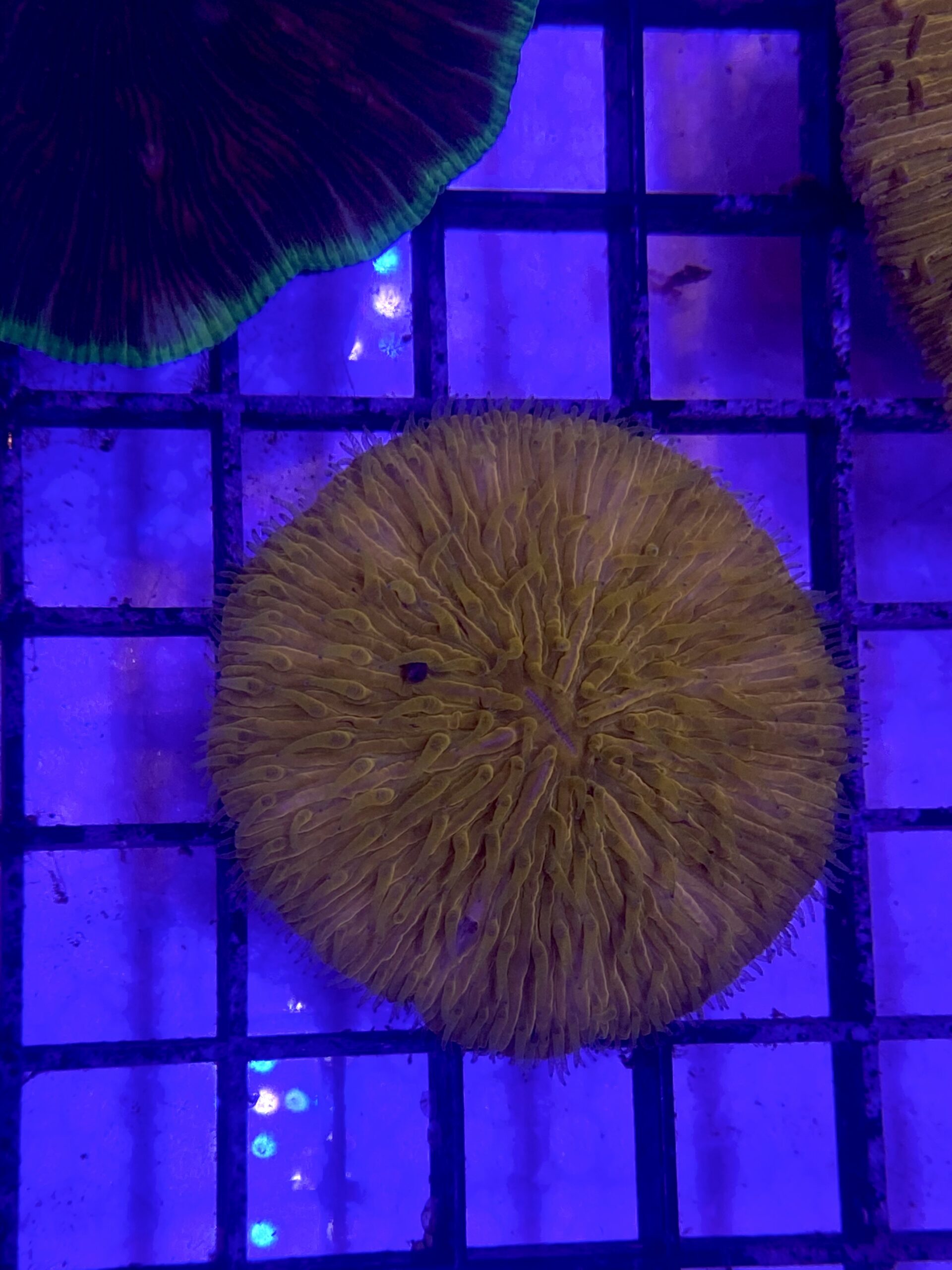 Cycloseris Tenuis Smooth Orange Neon