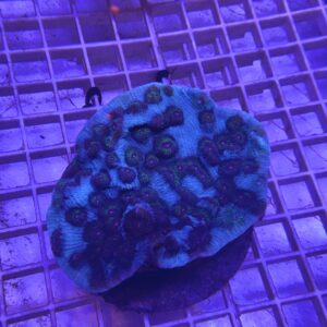 Mycedium Elephantotus Eye Cup Coral Grado A (M)