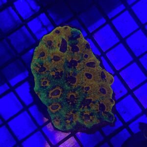 Acanthastrea Echinata Blue Eye