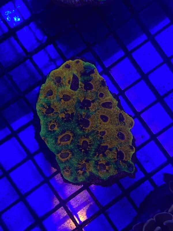 Acanthastrea Echinata Blue Eye