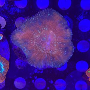 Acanthastrea Maxima
