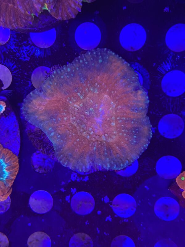 Acanthastrea Maxima