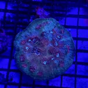 Chalice Echinopora Rough Coloured Eyes