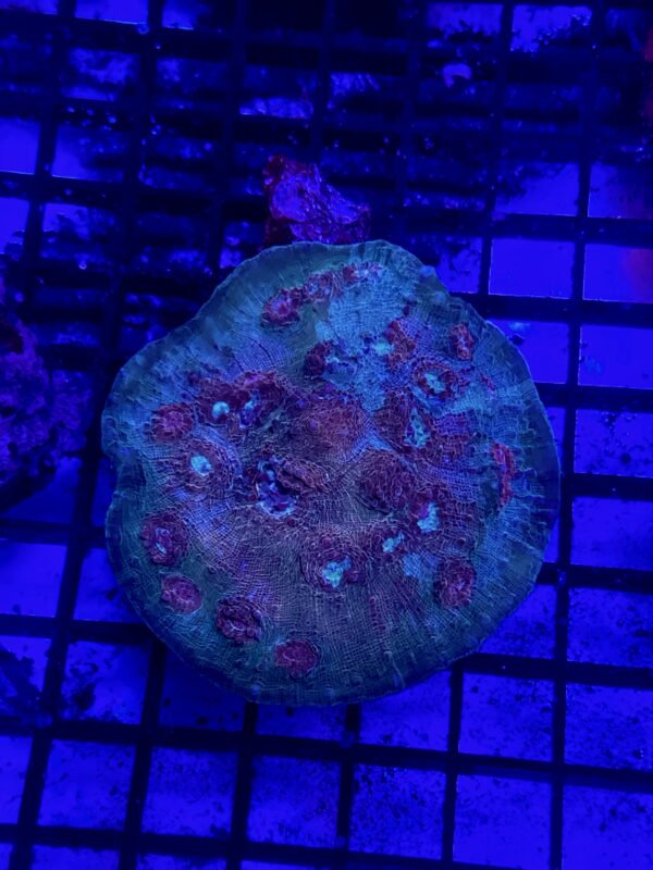 Chalice Echinopora Rough Coloured Eyes