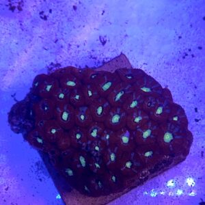 Acanthastrea echinata Green Eye