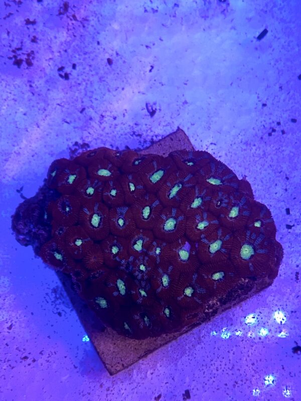Acanthastrea echinata Green Eye