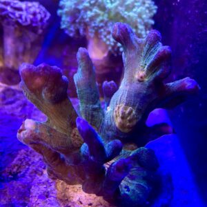 Pectinia Multicolor Green Based