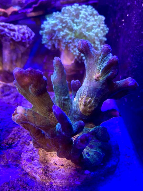 Pectinia Multicolor Green Based