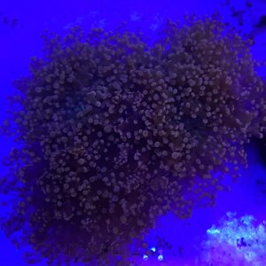 Euphyllia Cristata Octofrogspawn Branch Orange Neon