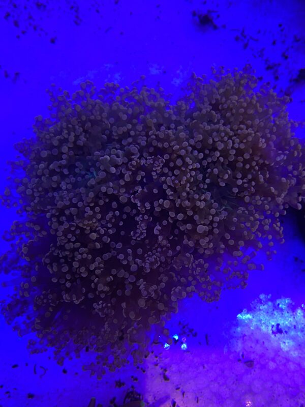 Euphyllia Cristata Octofrogspawn Branch Orange Neon