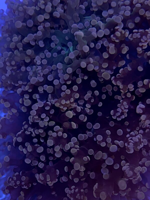 Euphyllia Cristata Octofrogspawn Branch Orange Neon - Imagen 2