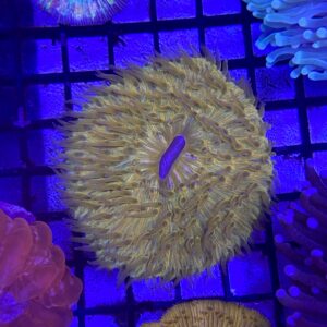 Fungia Spp. Rough Orange Neon