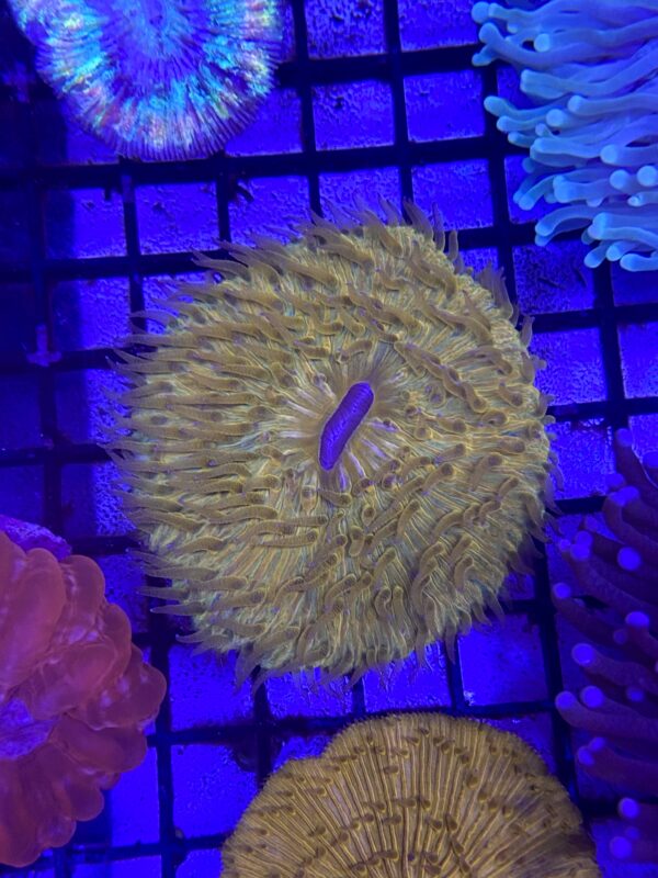 Fungia Spp. Rough Orange Neon