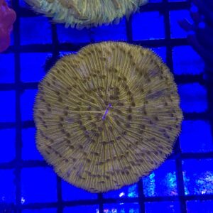 Cycloseris Tenuis Smooth Orange Neon