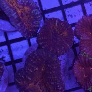 Lobophyllia Corymbosa Branching Grado A