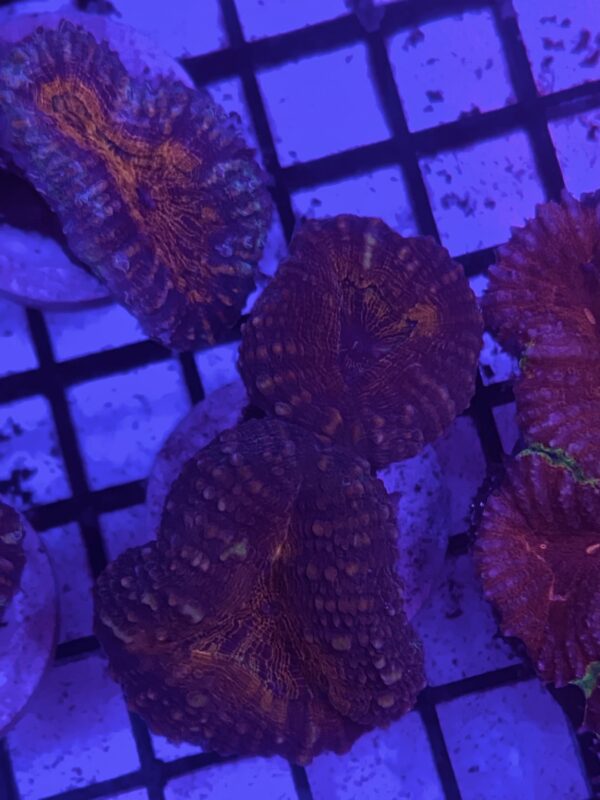 Lobophyllia Corymbosa Branching Grado A