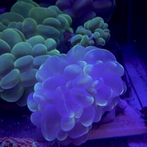 Plerogyra Sinuosa All Color Cat Eyes Grado A